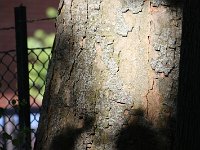 IMG 0219