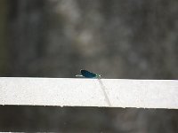 IMG 0347