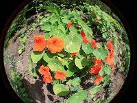 IMG 0963