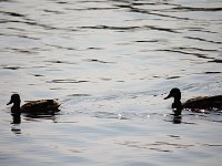 IMG 9947