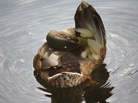 IMG 5350