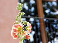 Friendsbistro 2015 095