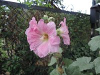 Treffen Berlin 28 07 2016 0117